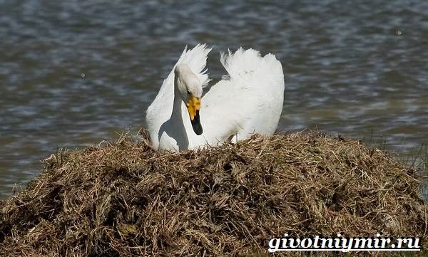 Лебедь-кликун-Образ-жизни-и-среда-обитания-лебедя-кликуна-14