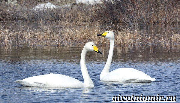 Лебедь-кликун-Образ-жизни-и-среда-обитания-лебедя-кликуна-15