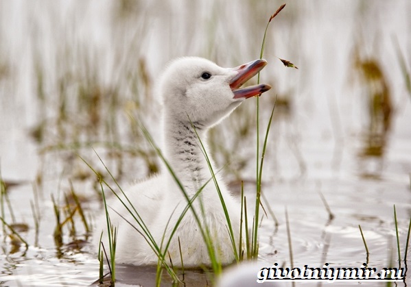 Лебедь-кликун-Образ-жизни-и-среда-обитания-лебедя-кликуна-16