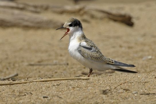 Какая птица ныряет глубже