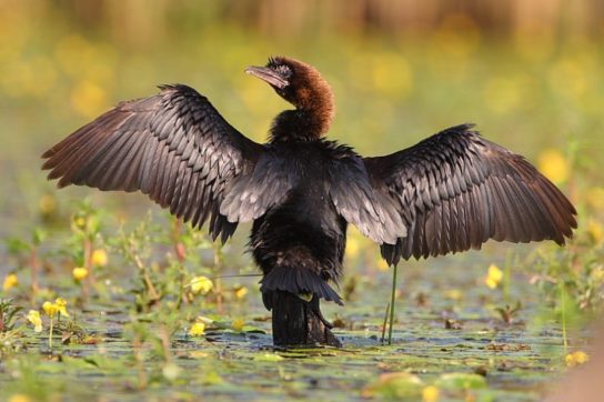 Крымские эндемичные растения и животные