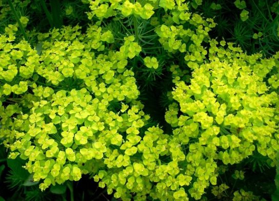 Крымские эндемичные растения и животные