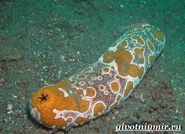 Морской-огурец-Образ-жизни-и-среда-обитания-морского-огурца-2