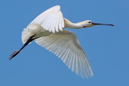 Крымские эндемичные растения и животные