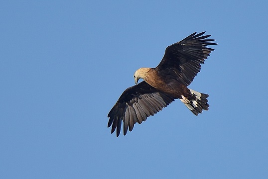 Животные и растения Алтайского края, занесенные в Красную книгу