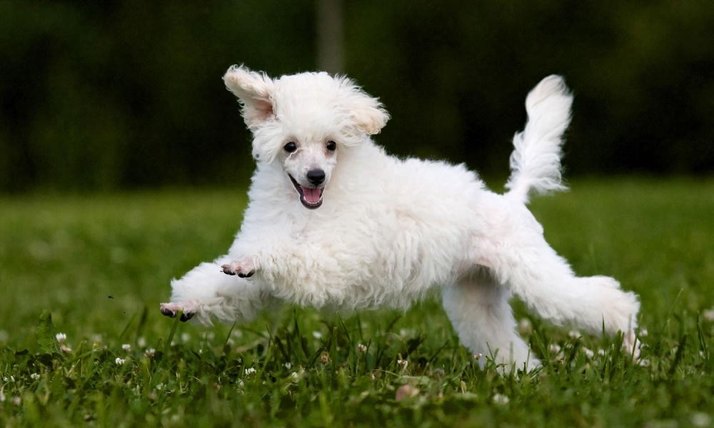 Характер собак породы пудель