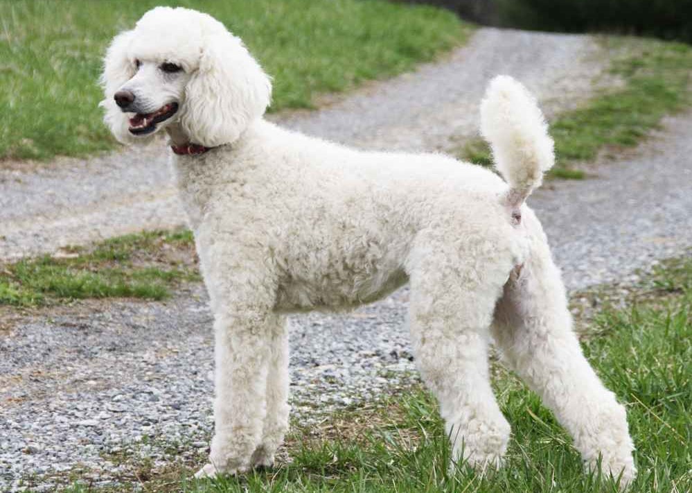 Порода собак пудель