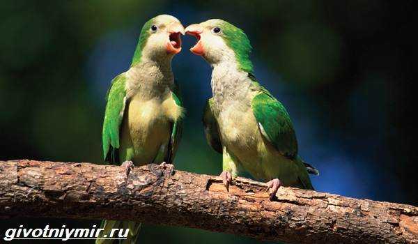 popugaj-monax-obraz-zhizni-i-sreda-obitaniya-popugaya-monaxa-4