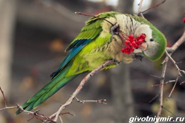 popugaj-monax-obraz-zhizni-i-sreda-obitaniya-popugaya-monaxa-8