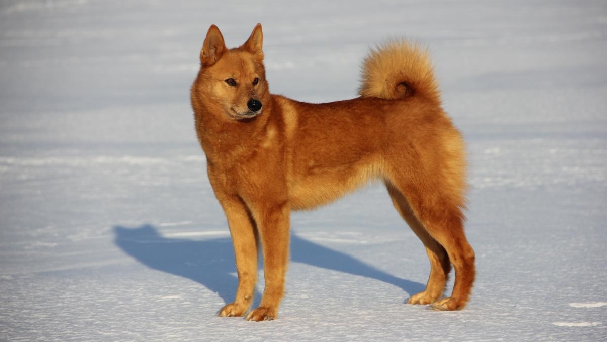 Карело-финская лайка