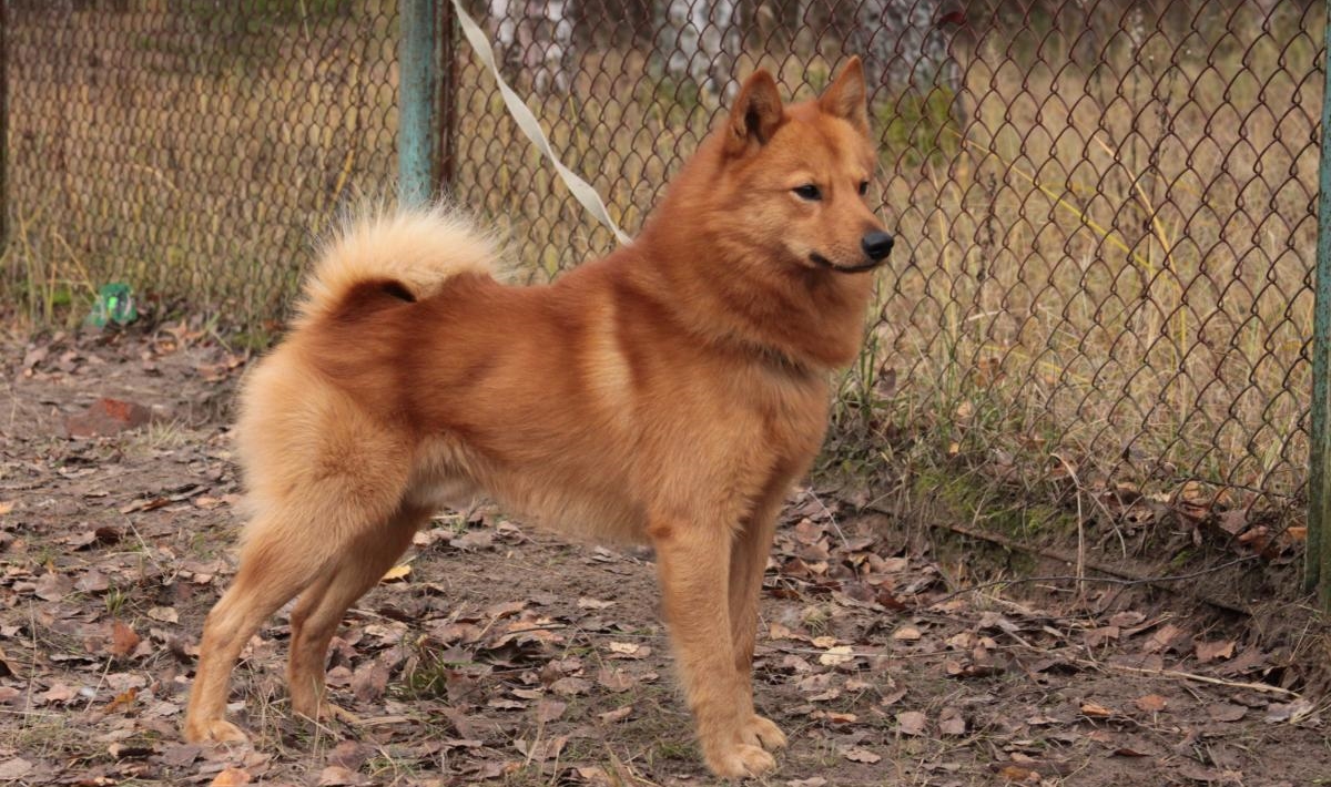 Карело-финская лайка