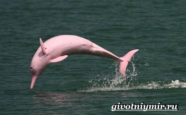 Речной-дельфин-Образ-жизни-и-среда-обитания-речного-дельфина-7