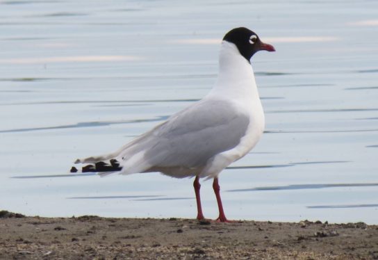 Какая птица ныряет глубже