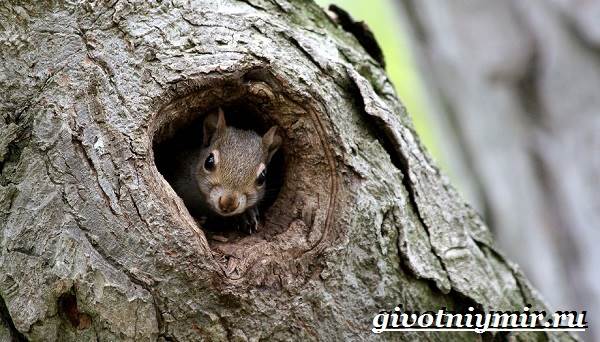 Серая-белка-Образ-жизни-и-среда-обитания-серой-белки-12