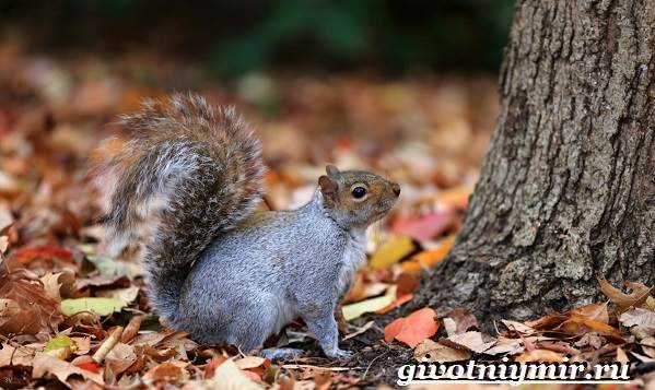 Серая-белка-Образ-жизни-и-среда-обитания-серой-белки-7