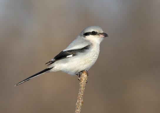 Крымские эндемичные растения и животные