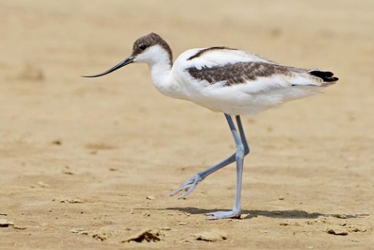 Растительный мир Африки: список редких представителей флоры и фауны, эндемики африканского континента