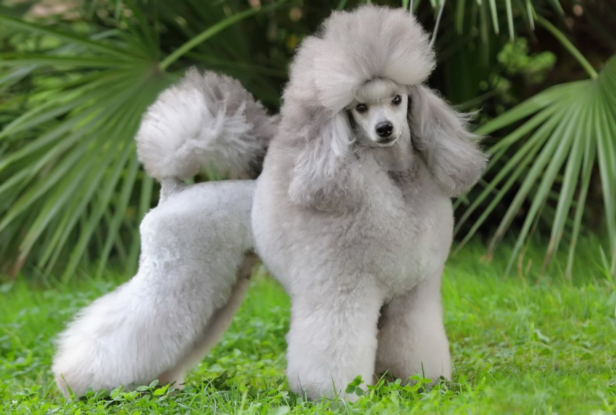 Порода собак пудель