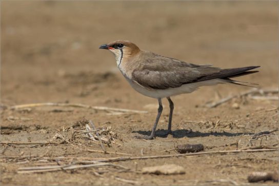 Крымские эндемичные растения и животные