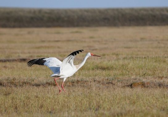 Животные и растения Алтайского края, занесенные в Красную книгу