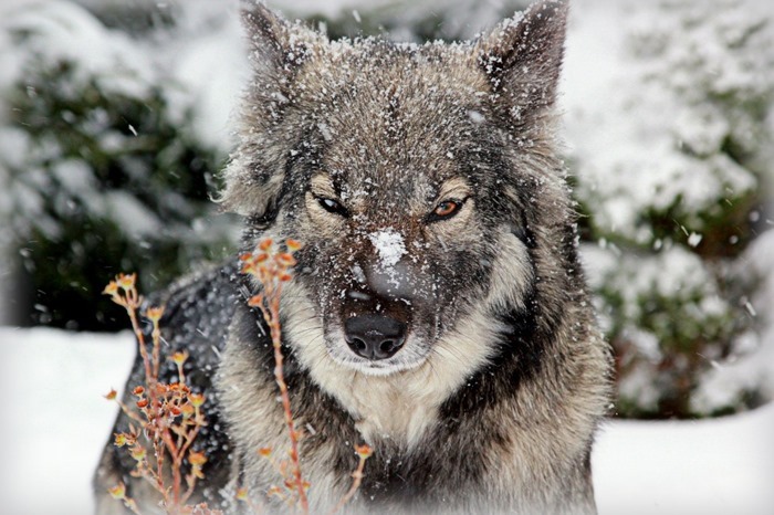 Гибридный волк Гибридный волк