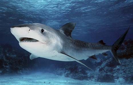 тигровая-акула