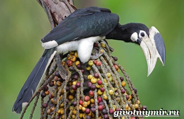 Тропические-птицы-Виды-названия-описания-и-фото-тропических-птиц-12