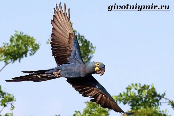 Тропические-птицы-Виды-названия-описания-и-фото-тропических-птиц-4