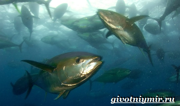 Тунец-рыба-Образ-жизни-и-среда-обитания-тунца-12