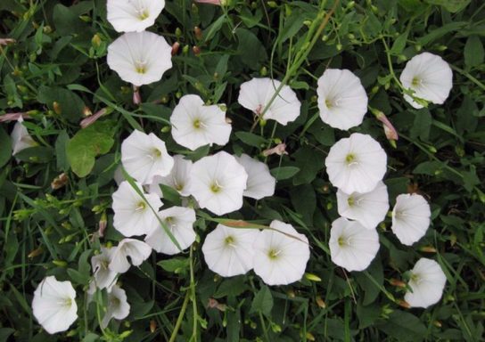 Красная книга Краснодарского края