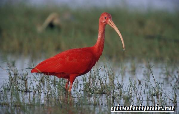 Животные-Бразилии-Названия-описания-и-особенности-животных-Бразилии-12