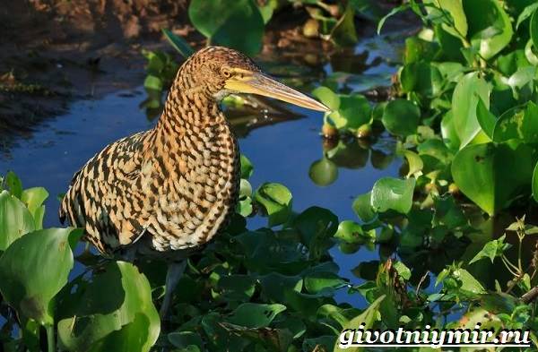 Животные-Бразилии-Названия-описания-и-особенности-животных-Бразилии-13
