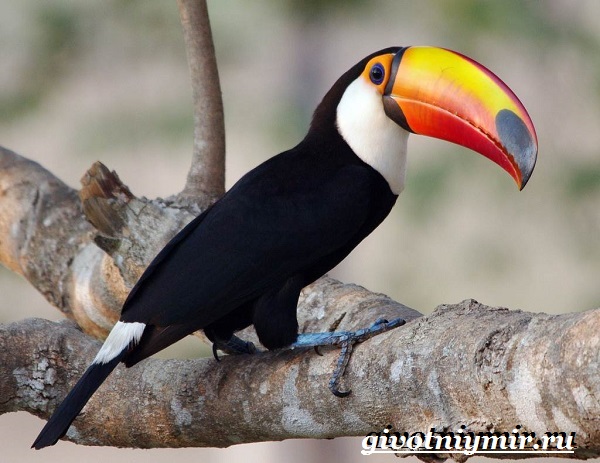 Животные-Бразилии-Названия-описания-и-особенности-животных-Бразилии-3