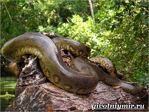 Животные-Бразилии-Названия-описания-и-особенности-животных-Бразилии-5