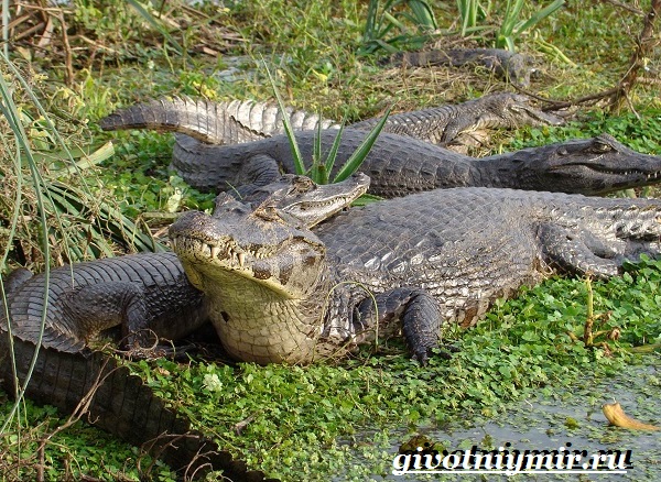 Животные-Бразилии-Названия-описания-и-особенности-животных-Бразилии-6