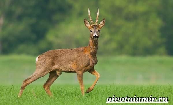 Животные-Крыма-Описания-названия-и-особенности-животных-Крыма-11