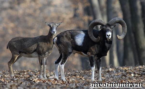 Животные-Крыма-Описания-названия-и-особенности-животных-Крыма-14