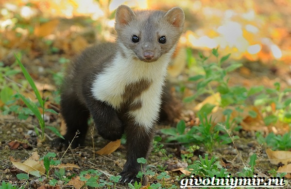 Животные-Крыма-Описания-названия-и-особенности-животных-Крыма-15