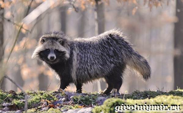 Животные-Крыма-Описания-названия-и-особенности-животных-Крыма-9