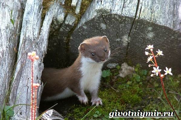 Таежные животные-Описание-и-особенности-таежных-животных-11