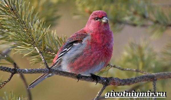 Таежные-животные-Описание-и-особенности-таежных-животных-18