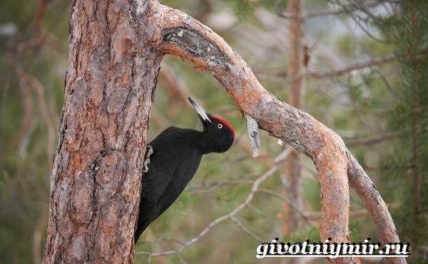 Таежные животные-Описание-и-особенности-таежных-животных-19