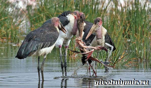 Животные-тропического-леса-11