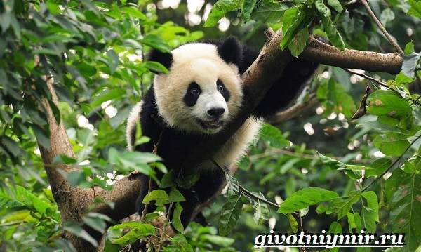 Животные-тропического-леса-15