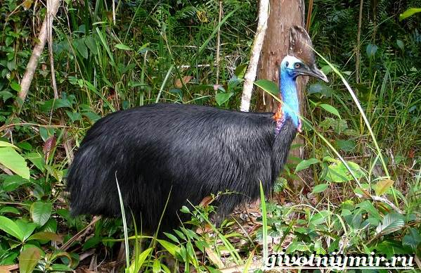 Животные-тропического-леса-16