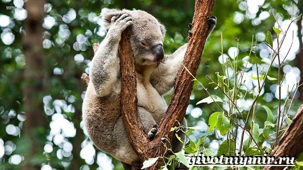 Животные-тропического-леса-18