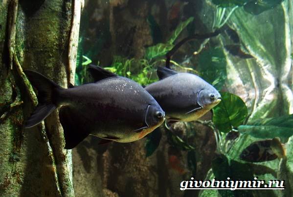 Животные-тропического-леса-3