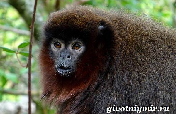 Животные-тропического-леса-4