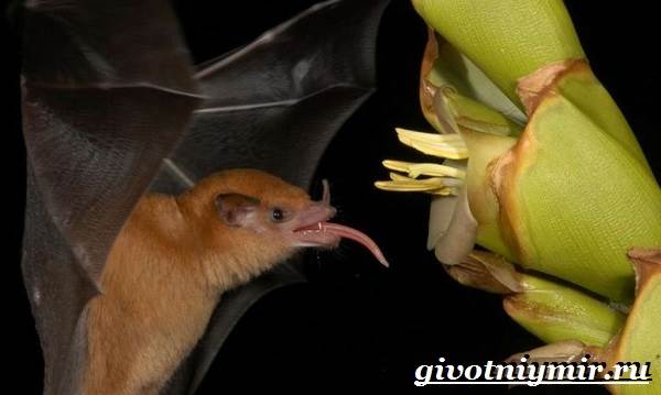 Животные-тропического-леса-6