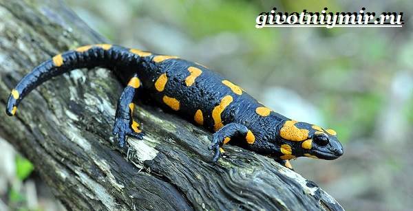 Животные-тропического-леса-7